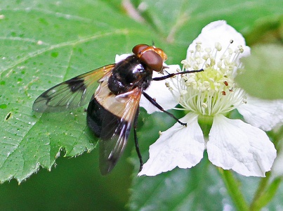 Volucella pellucens, hoverfly,  female, Alan Prowse